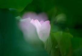 朦胧夏日荷花唯美高清桌面壁纸