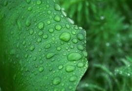 雨后荷花唯美高清桌面壁纸