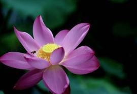雨后荷花唯美高清桌面壁纸