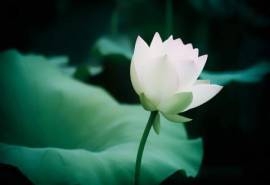 素雅荷花摄影高清桌面壁纸