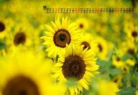 2018年8月好看的向日葵花高清日历壁纸