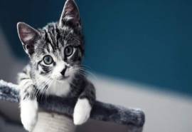 高清最新卡通电脑pc小动物猫咪图片桌面电脑壁纸