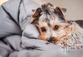 高清可爱小狗日历图片壁纸