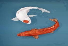 锦鲤祈福卡通手机壁纸图片