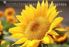2018年11月唯美向日葵图片日历壁纸