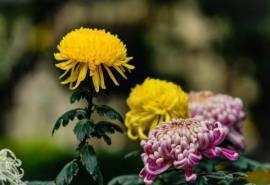 清新唯美菊花微距摄影图片壁纸