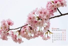 2018年12月唯美粉嫩的樱花高清日历壁纸
