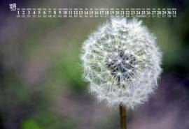2018年12月蒲公英唯美图片日历壁纸