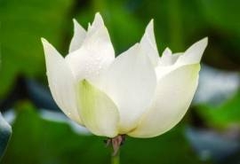 池塘中荷花高清图片桌面壁纸
