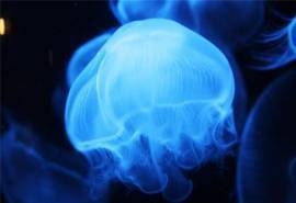 漂亮的海洋水母高清桌面壁纸