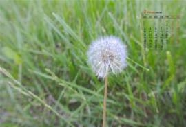 2019年2月清新养眼蒲公英唯美高清日历壁纸