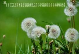 2019年2月唯美蒲公英图片日历壁纸