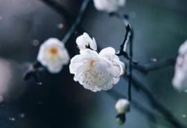 冬日纯洁梅花唯美高清桌面壁纸