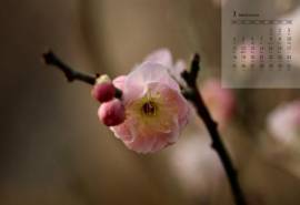 2019年3月漂亮的梅花唯美高清日历壁纸