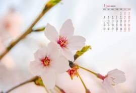2019年3月唯美好看的樱花图片日历壁纸