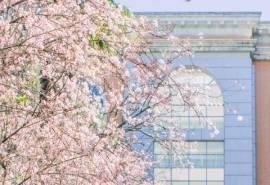 粉色浪漫樱花图片桌面壁纸