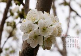 2019年4月春日唯美樱花高清日历壁纸