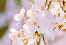 粉色樱花唯美图片桌面壁纸