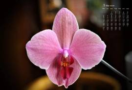 2019年5月粉色蝴蝶兰唯美图片日历壁纸