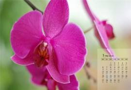 2019年5月粉色的蝴蝶兰高清日历壁纸