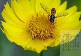 2019年6月夏日花间蜜蜂高清日历壁纸