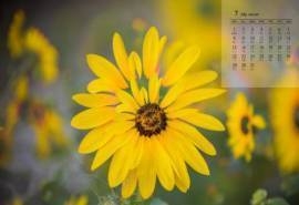 2019年7月盛开的向日葵高清日历壁纸