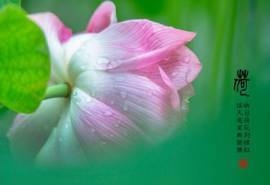 清新夏日荷花高清桌面壁纸