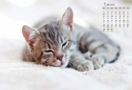 2019年7月萌系动物日历壁纸