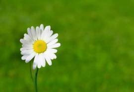 小清新雏菊花卉图片桌面壁纸