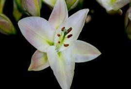 百合花花语唯美电脑桌面壁纸
