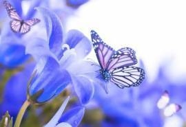 唯美梦幻的蝴蝶图片桌面壁纸