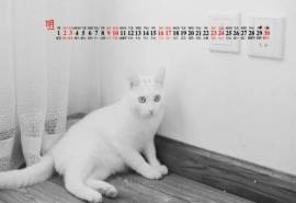 2019年11月可爱动物图片桌面日历壁纸