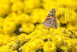 2019年11月金秋菊花唯美高清日历壁纸