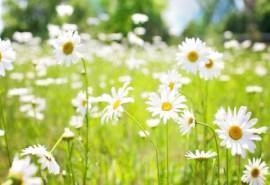 小清新雏菊花卉图片桌面壁纸
