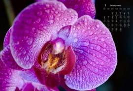 2020年1月唯美蝴蝶兰图片日历壁纸