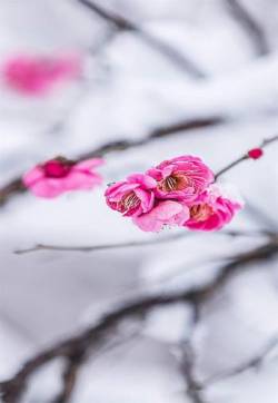 唯美雪梅花卉图片高清手机壁纸