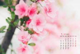 2020年4月浪漫樱花高清日历壁纸
