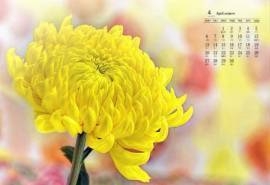2020年4月唯美菊花图片日历壁纸
