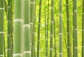 优美的竹林唯美高清桌面壁纸