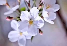 洁白樱花唯美高清桌面壁纸