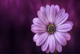 精选唯美非洲菊花卉图片桌面壁纸
