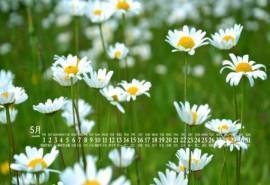 2020年5月小雏菊花卉图片日历壁纸