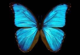 梦幻蝴蝶唯美高清桌面壁纸