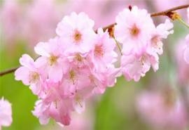 粉色盛开的樱花高清桌面壁纸