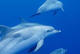 漂亮的海洋生物高清桌面壁纸