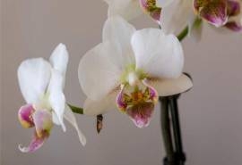 兰花罂粟唯美花朵图片桌面壁纸