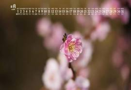 2020年8月唯美梅花图片日历壁纸