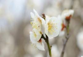 清新白色梅花图片桌面壁纸