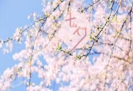 七夕情人节浪漫樱花高清桌面壁纸