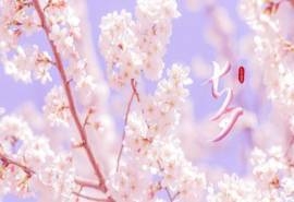 2020七夕情人节唯美樱花桌面壁纸